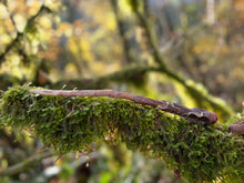 Load image into Gallery viewer, Owl Spirit Wands