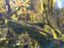 Load image into Gallery viewer, Owl Spirit Wands