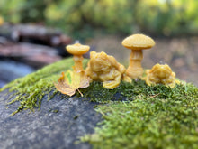 Load image into Gallery viewer, Forest Creature Candle Sets: Toads and Mushrooms