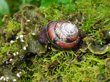 Load image into Gallery viewer, Summer Green Magic Wands