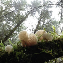 Load image into Gallery viewer, A Little Gathering of Forest Treasure