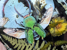 Load image into Gallery viewer, Beetle Bat Altar Tray